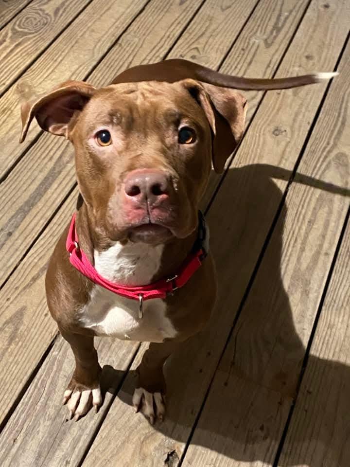 McGee.   tinycauseadopt@gmail.com
