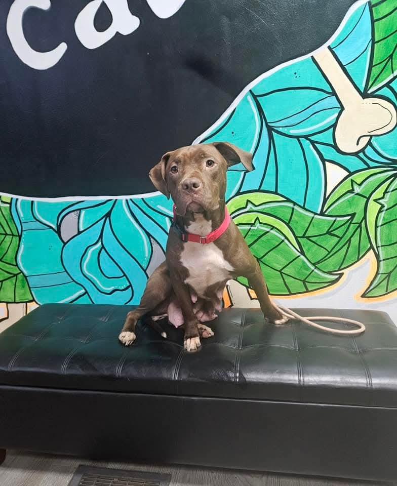 McGee.   tinycauseadopt@gmail.com