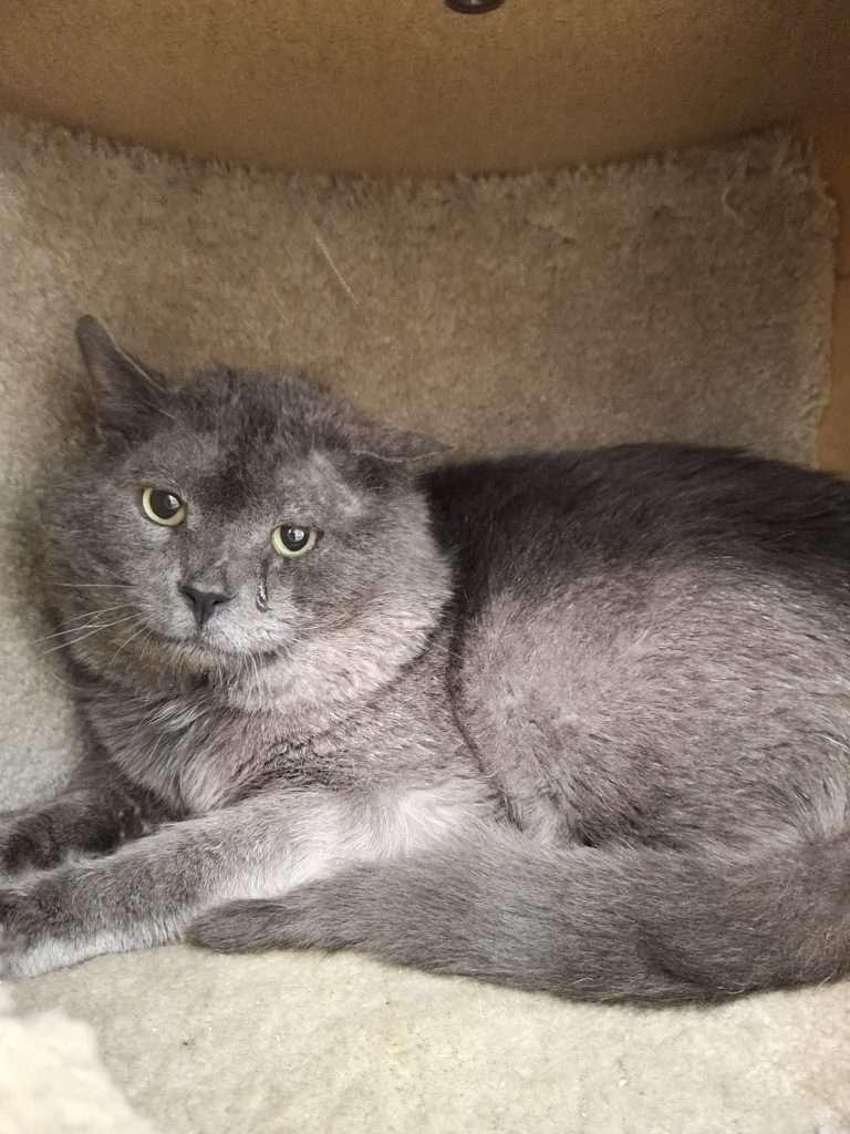 FRAZETTA, ADOPTABLE, Adult Male Domestic Short Hair.