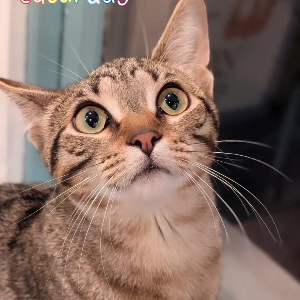 Nani Kitty, Adoptable, Young Female Domestic Short Hair.