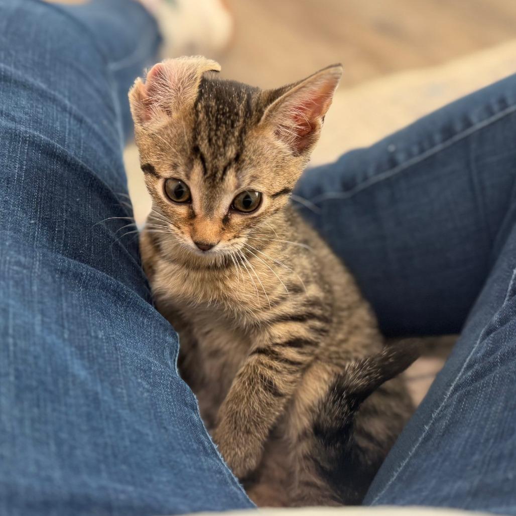 Kitty, Adoptable, Kitten Female Domestic Short Hair.