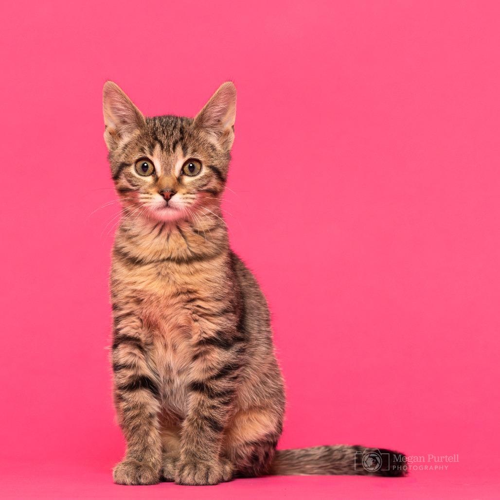 Kitty — thumbnail 2