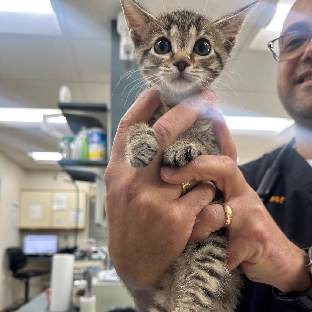 Kitty — thumbnail 3