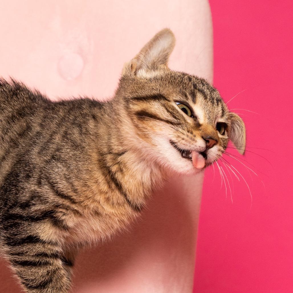 Enlarge Nani Kitty, a Adoptable Domestic Short Hair in Chantilly, VA image 3/6