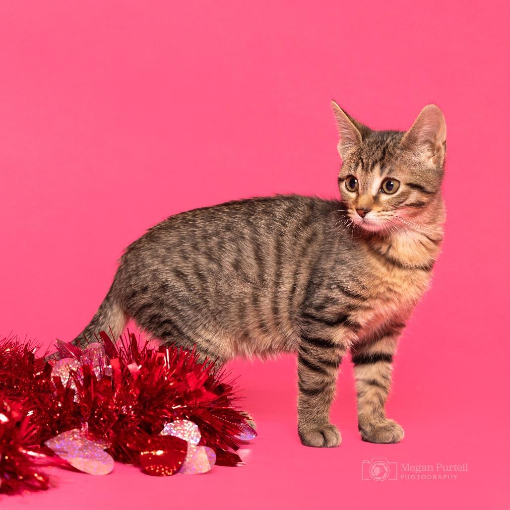 Kitty — thumbnail 4