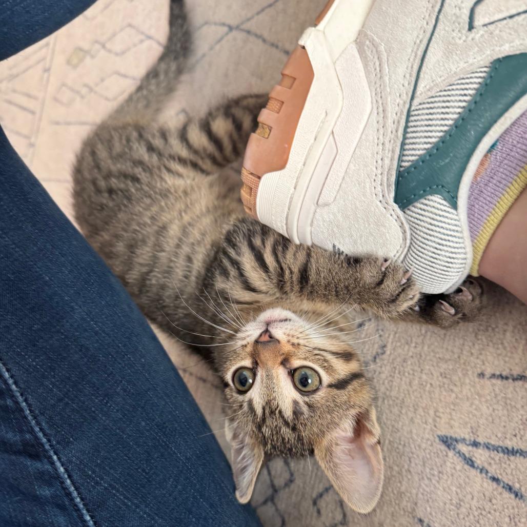 Kitty — thumbnail 5