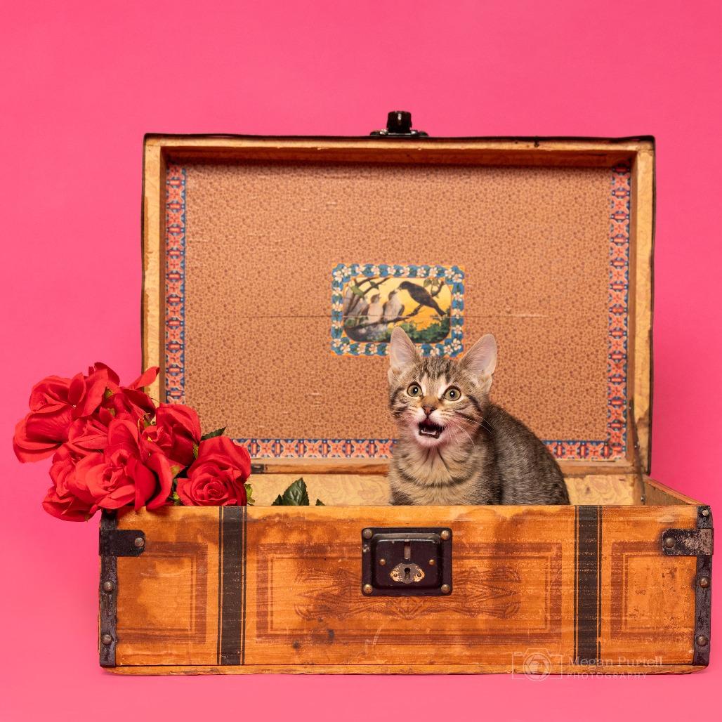 Enlarge Nani Kitty, a Adoptable Domestic Short Hair in Chantilly, VA image 5/6
