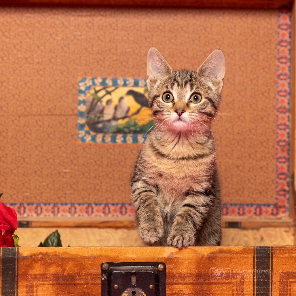 Enlarge Nani Kitty, a Adoptable Domestic Short Hair in Chantilly, VA image 6/6