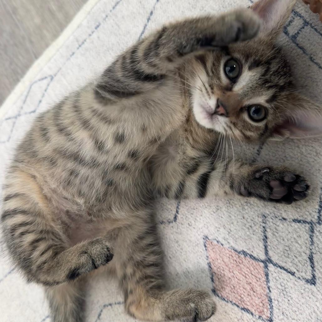 Kitty — thumbnail 6