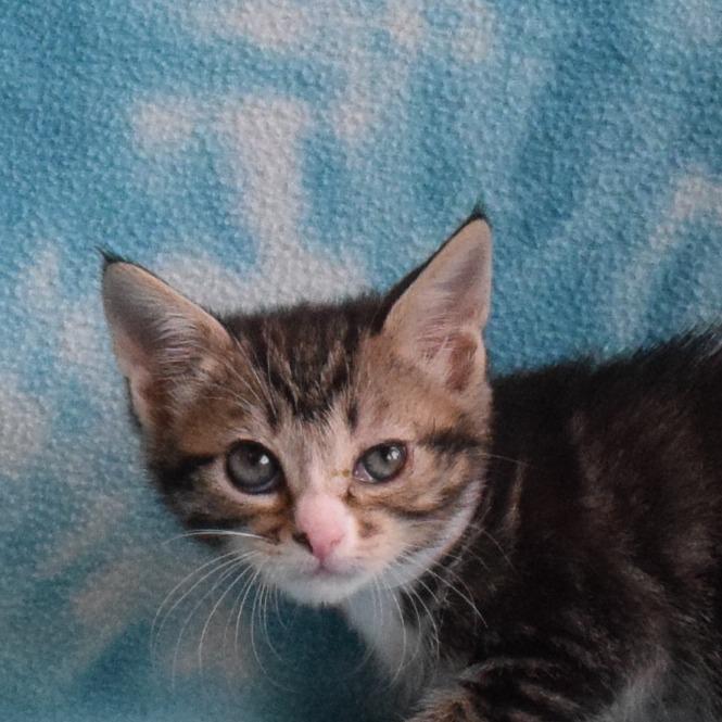 Enlarge Meadow, a Adoptable Domestic Short Hair in Eureka, CA image 1/3