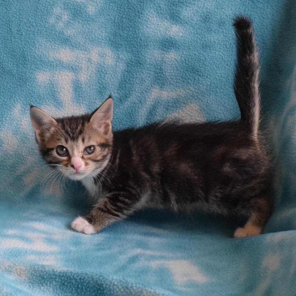 Enlarge Meadow, a Adoptable Domestic Short Hair in Eureka, CA image 2/3