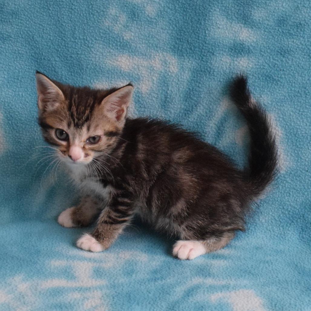 Enlarge Meadow, a Adoptable Domestic Short Hair in Eureka, CA image 3/3