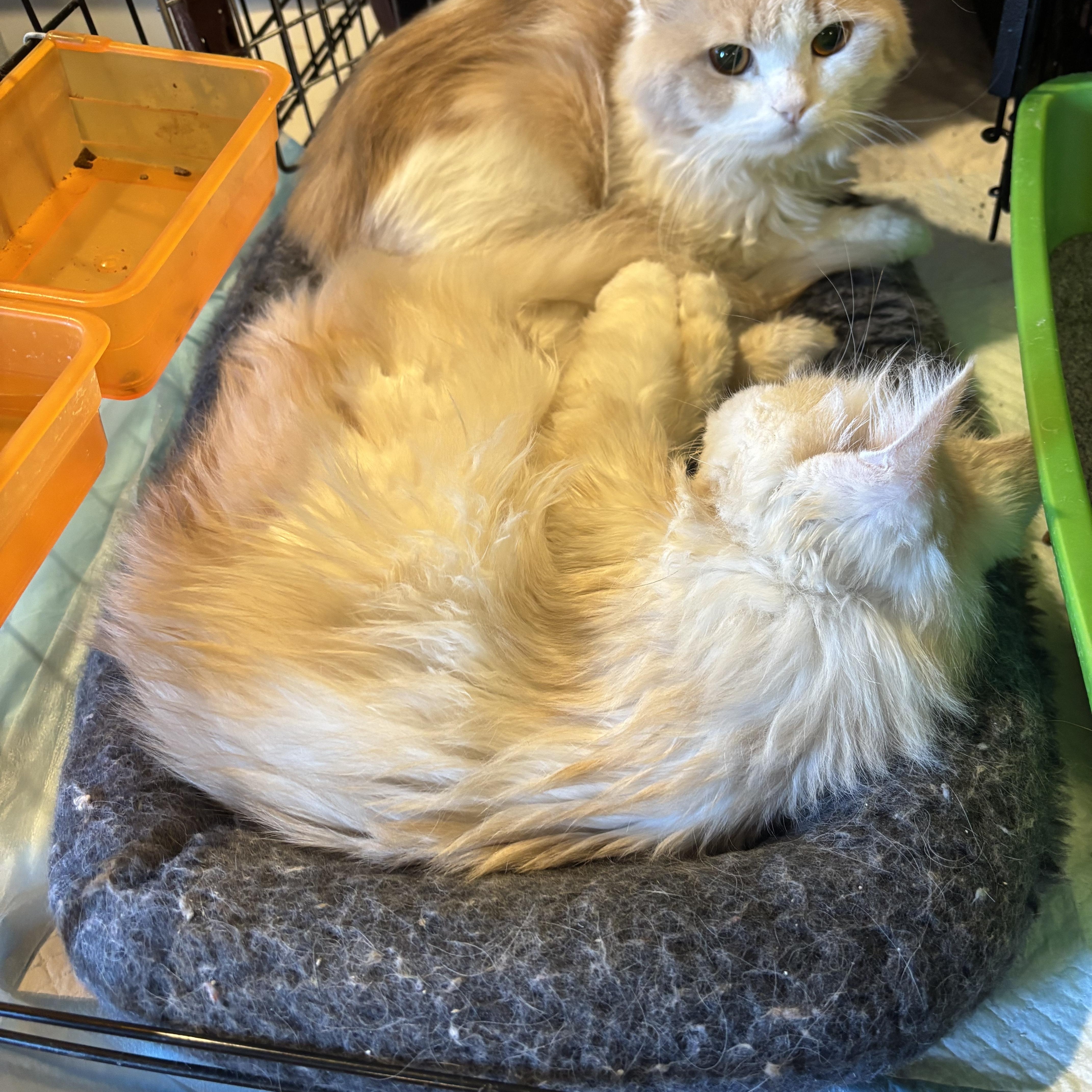 Adam and Julia (Persians)