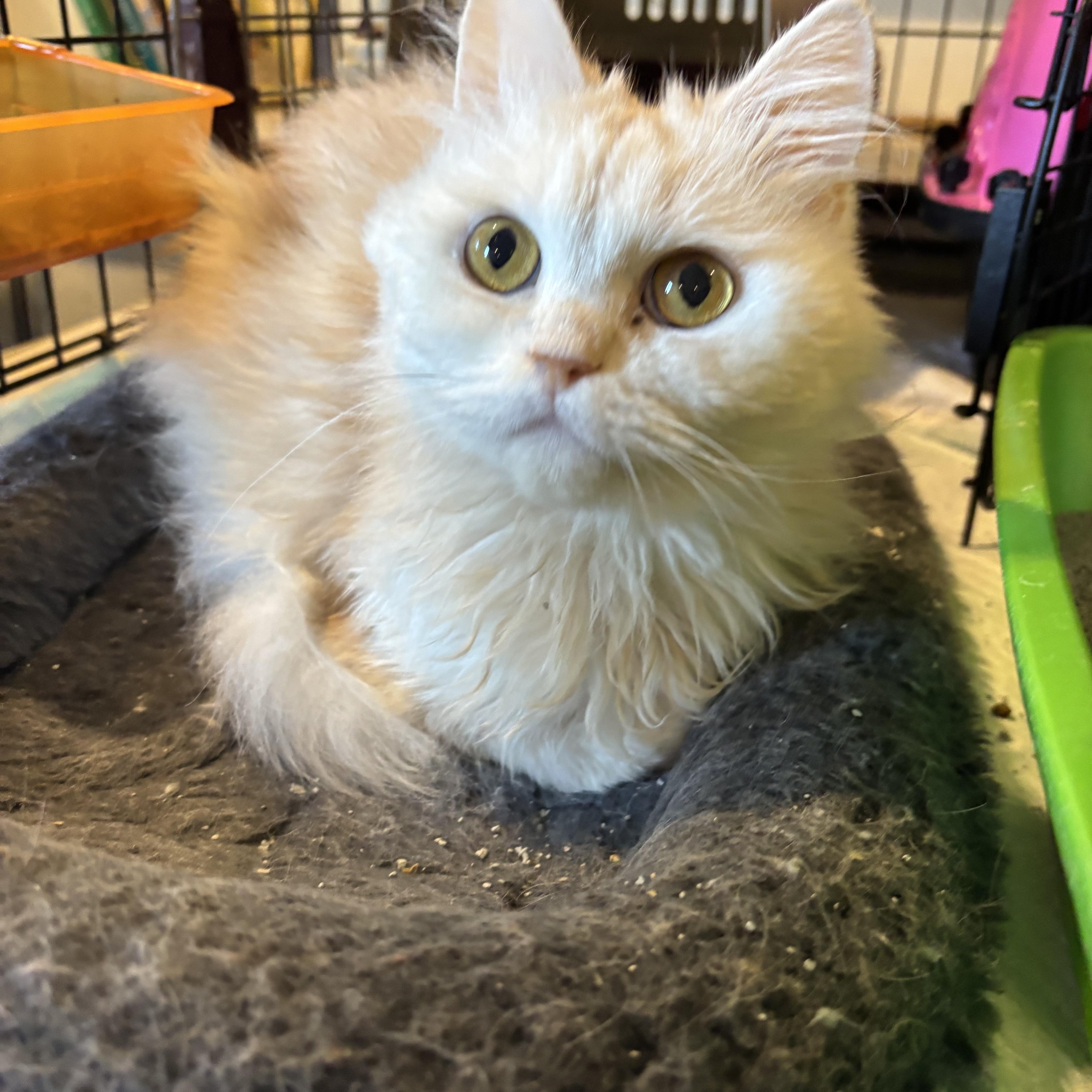 Adam and Julia (Persians), a Adoptable Persian in Fairfax, VA image 5/5