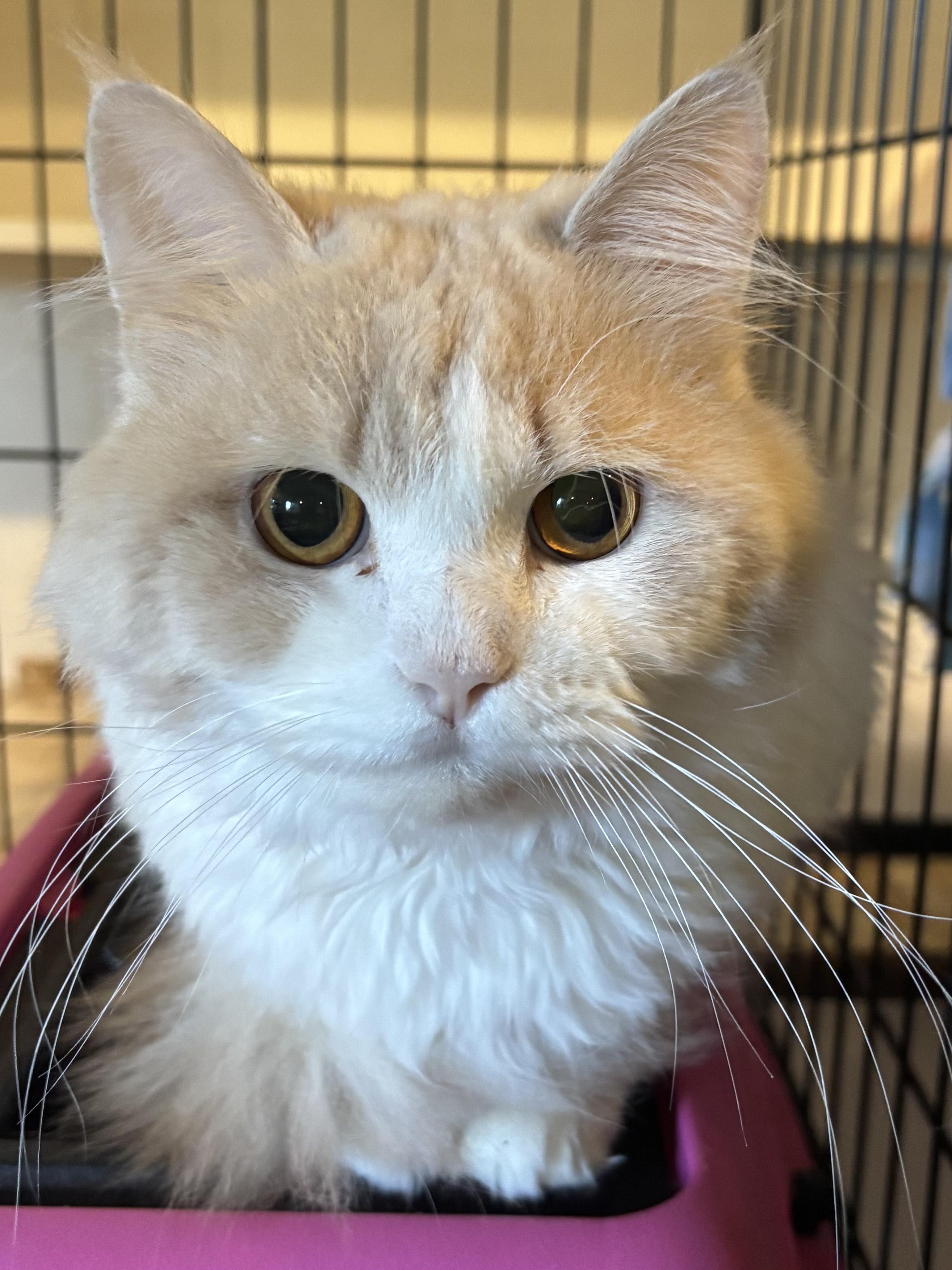 Adam and Julia (Persians), a Adoptable Persian in Fairfax, VA image 2/5