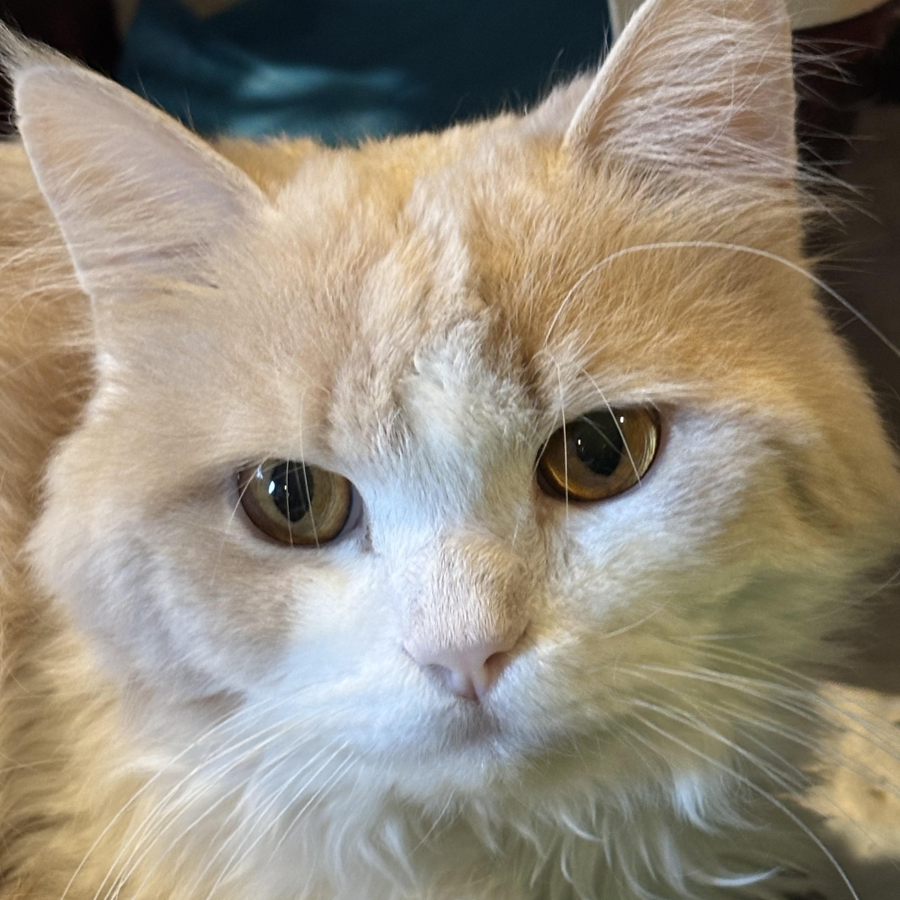 Adam and Julia (Persians), a Adoptable Persian in Fairfax, VA image 3/5