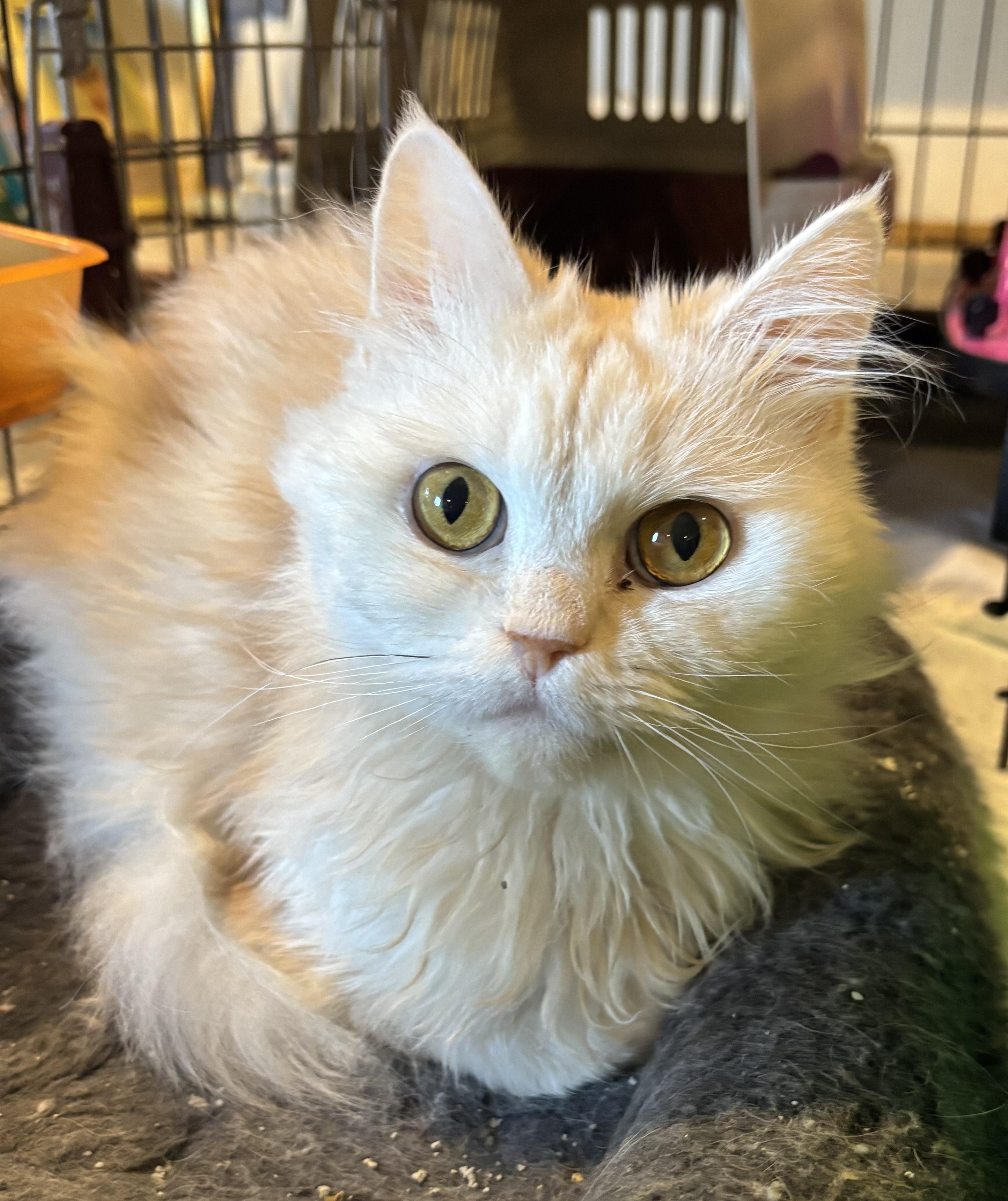 Adam and Julia (Persians), a Adoptable Persian in Fairfax, VA image 4/5