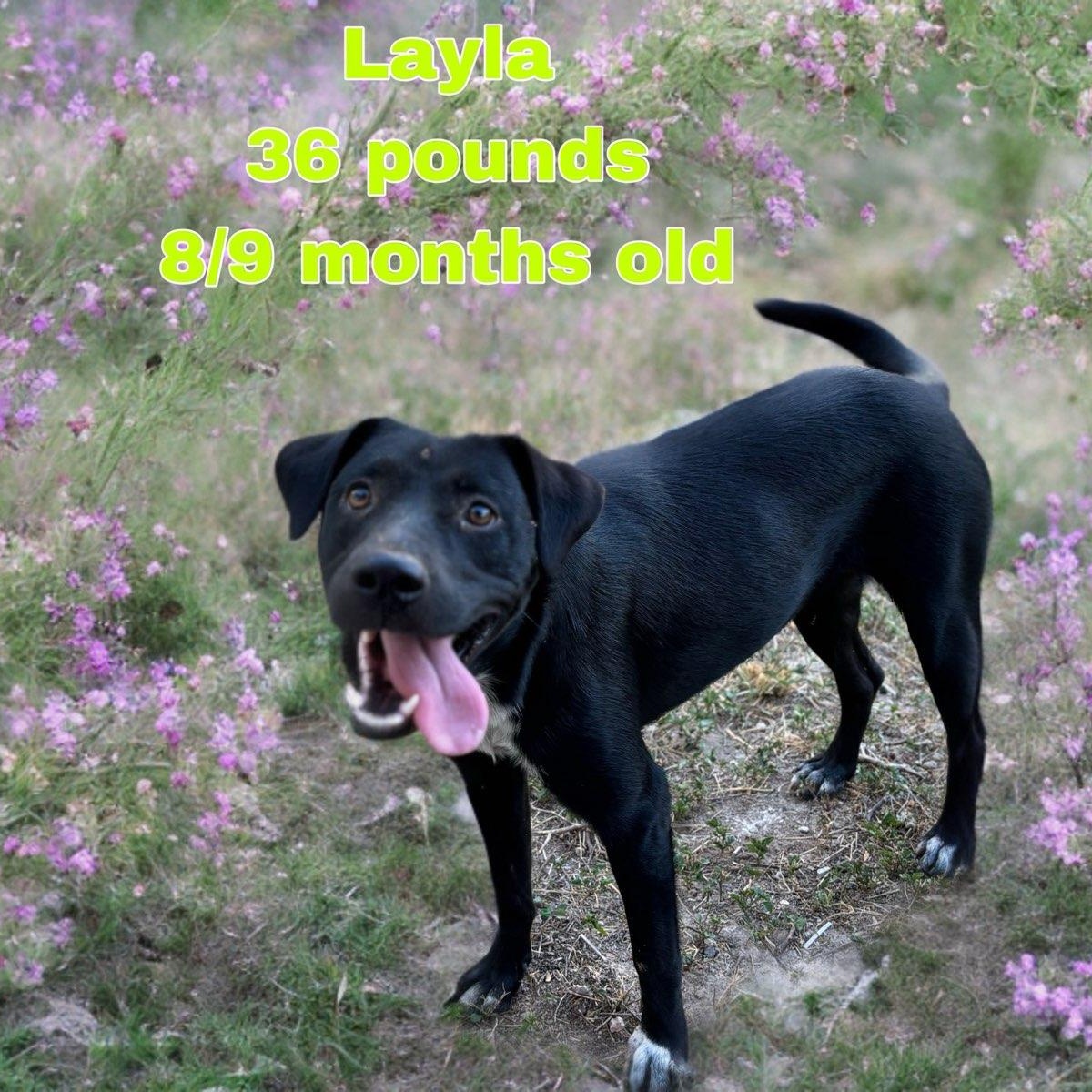 Layla, Young Female unknown