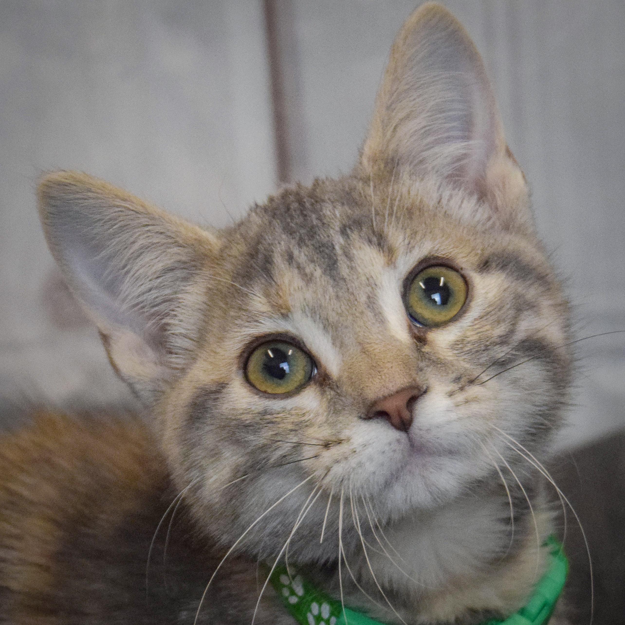 Shiloh, an adopted mixed breed in Huntley, IL image 1/5