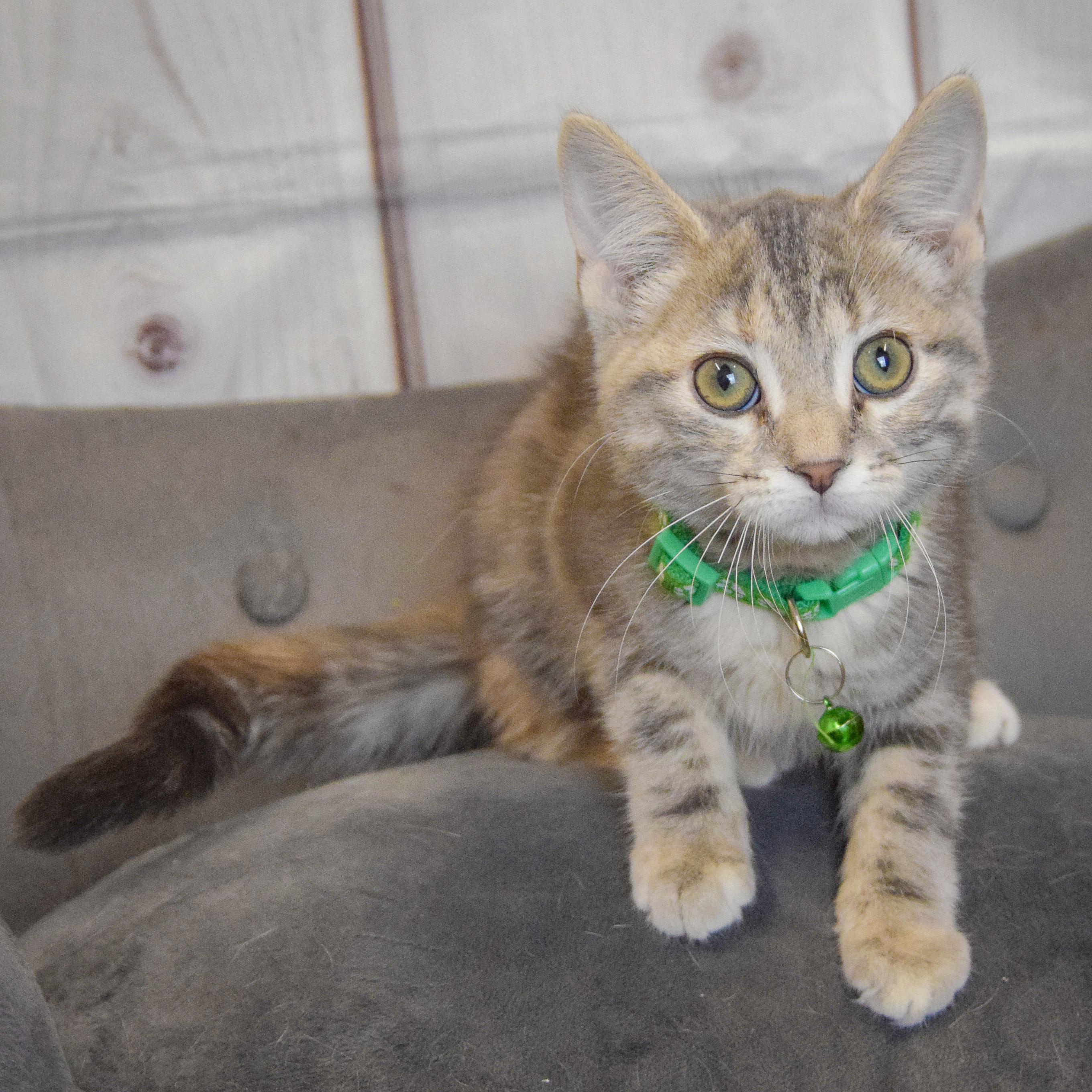 Shiloh, an adopted mixed breed in Huntley, IL image 4/5