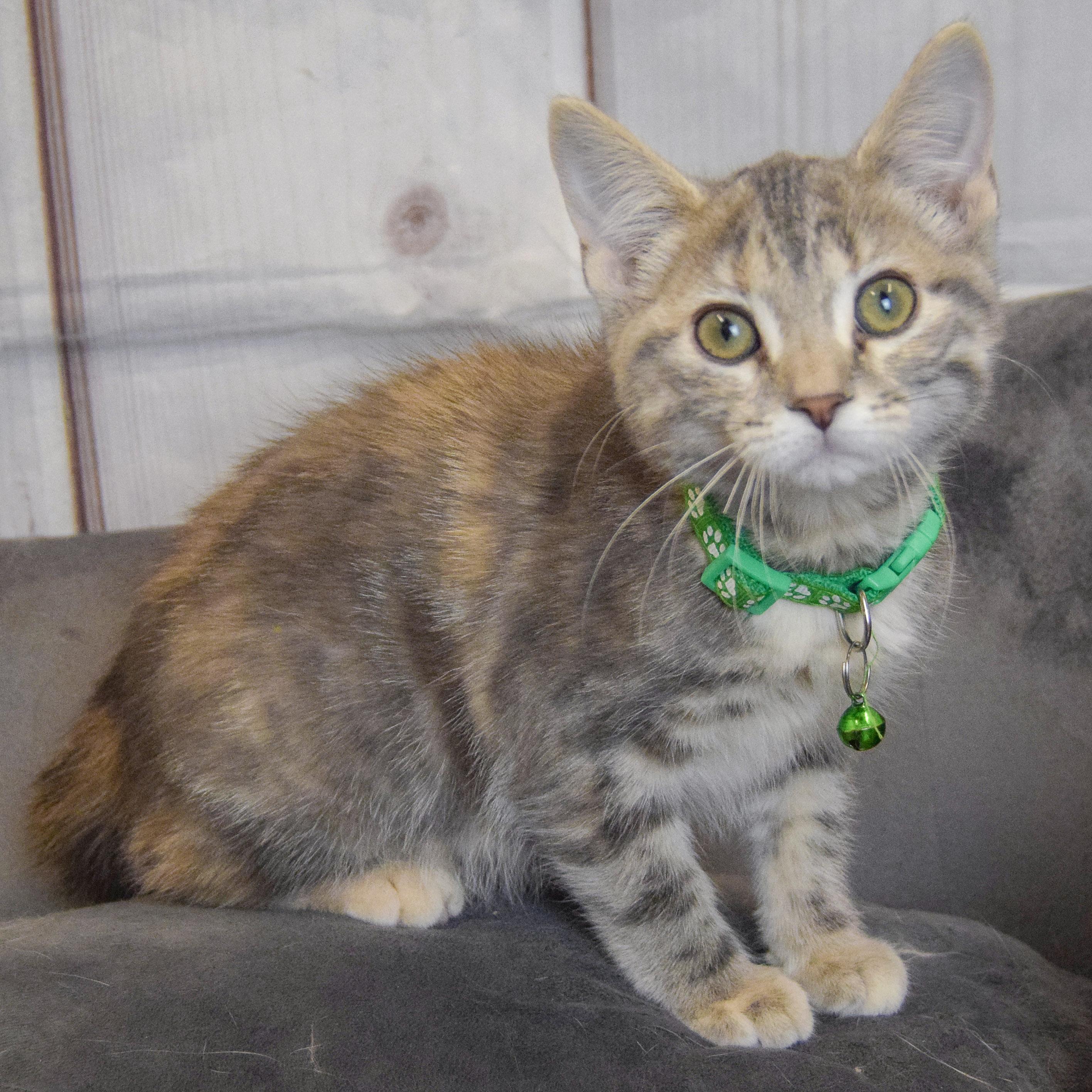 Shiloh, an adopted mixed breed in Huntley, IL image 2/5