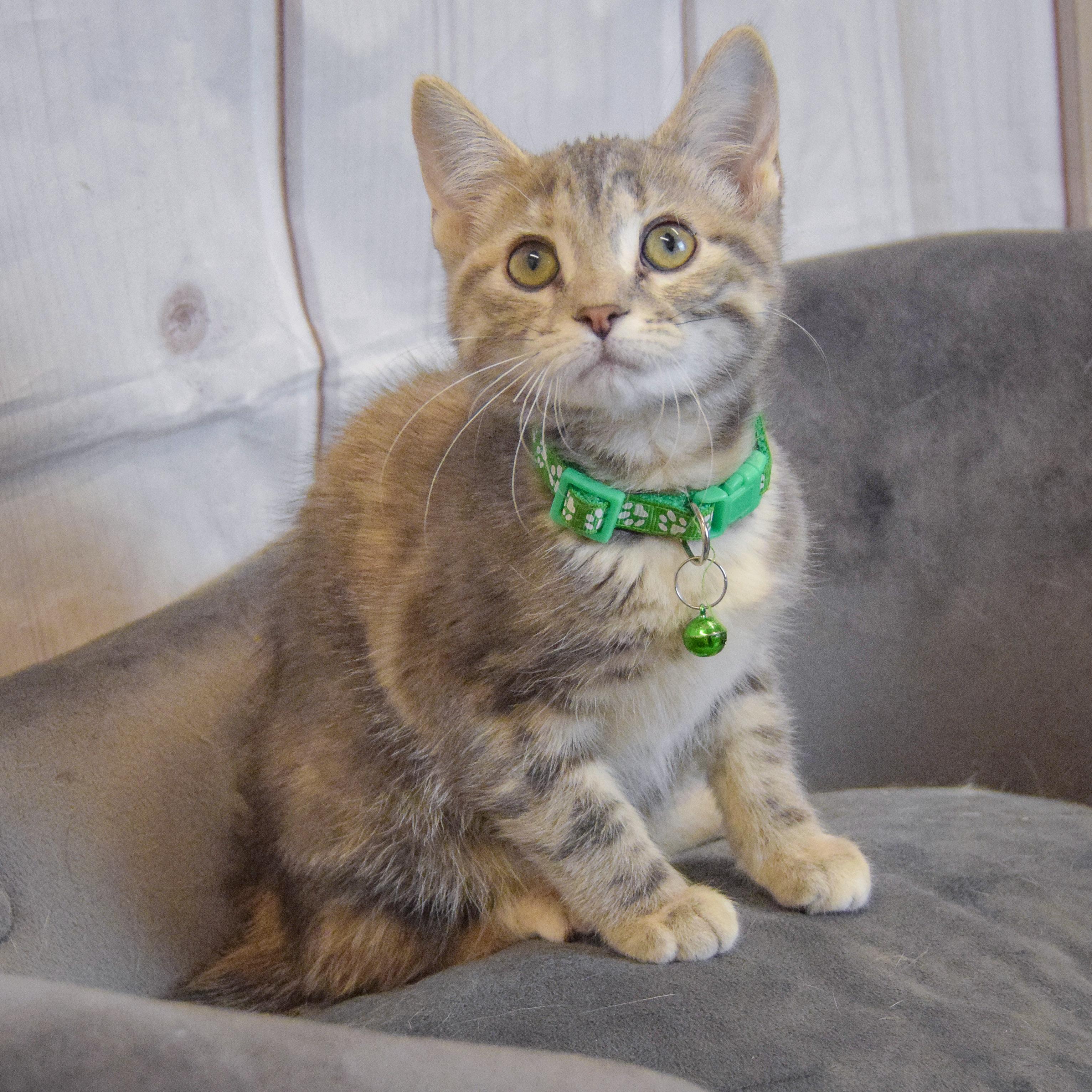 Shiloh, an adopted mixed breed in Huntley, IL image 5/5