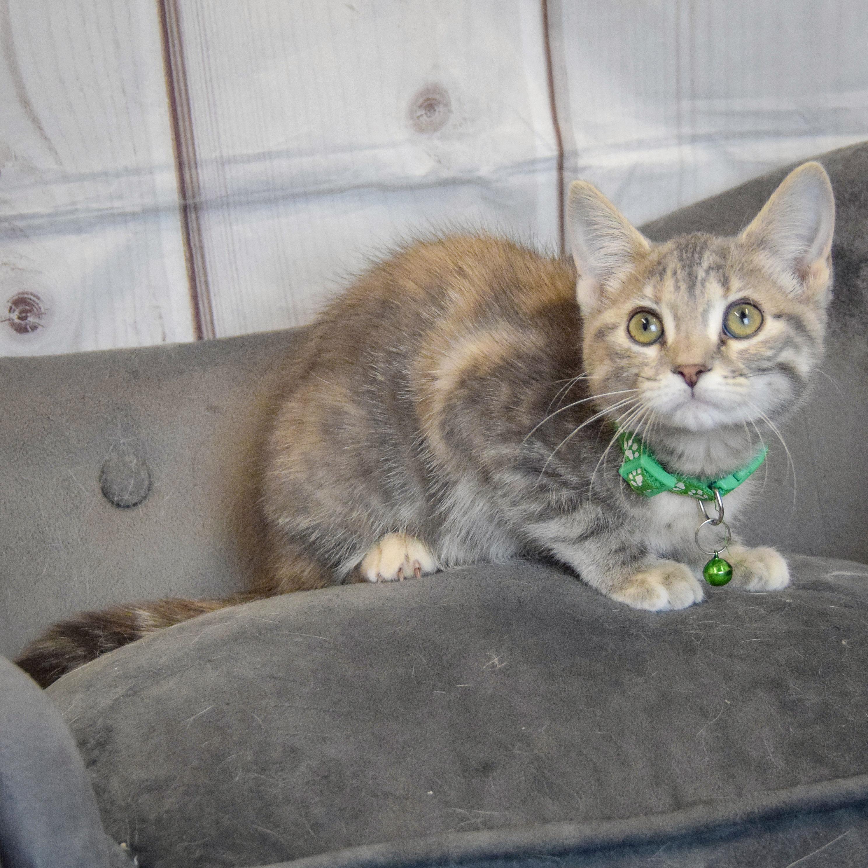 Shiloh, an adopted mixed breed in Huntley, IL image 3/5