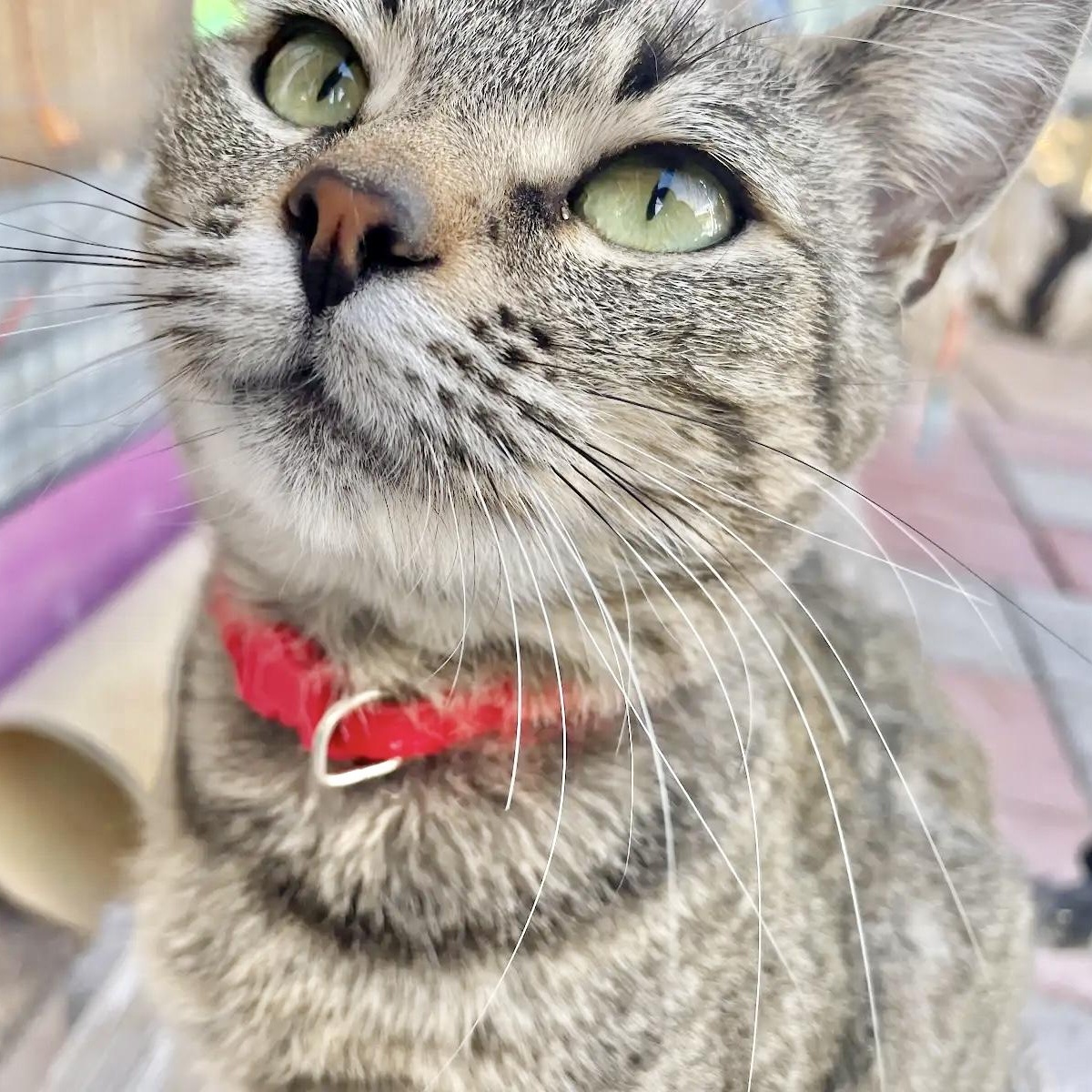 Sundae, Adult Female Tabby