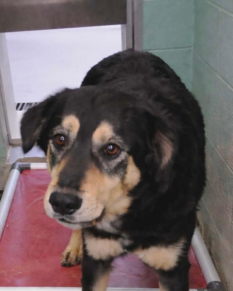 Enlarge Callie, a Adoptable mixed breed in Beebe, AR image 1/1