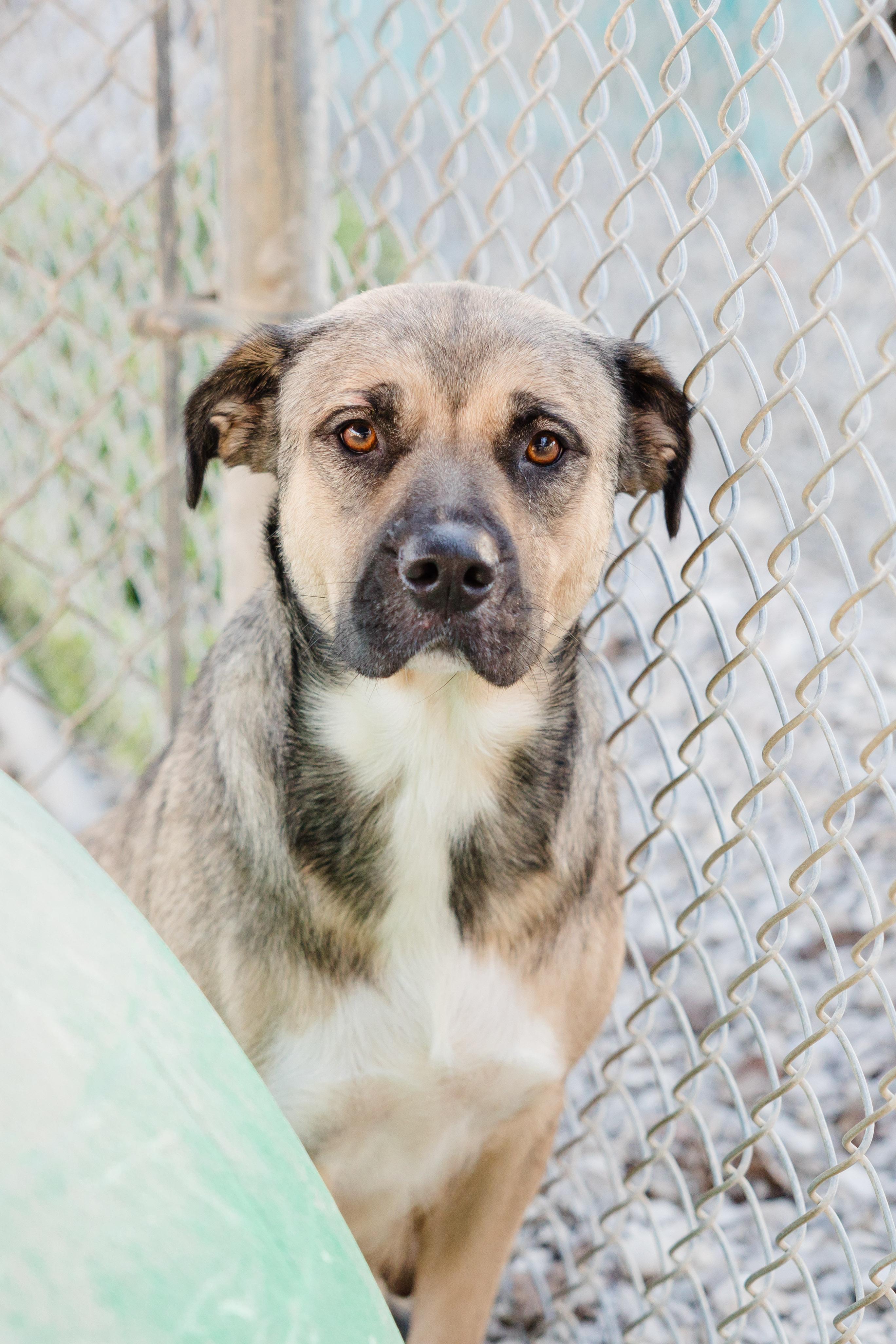 Nana, ADOPTABLE, Adult Female German Shepherd Dog.