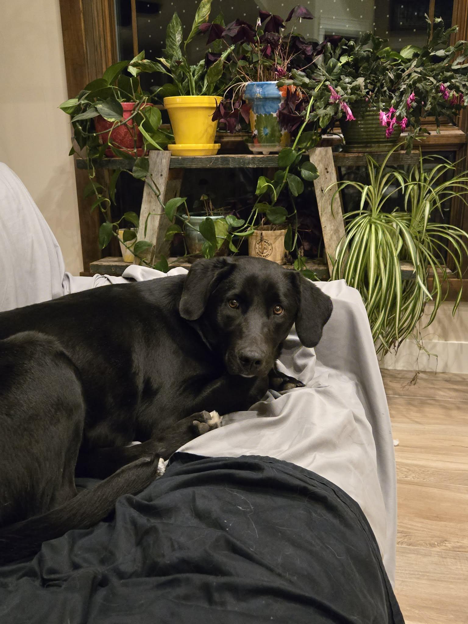 Daisy, Adopted, Young Female Black Labrador Retriever & Labrador Retriever.