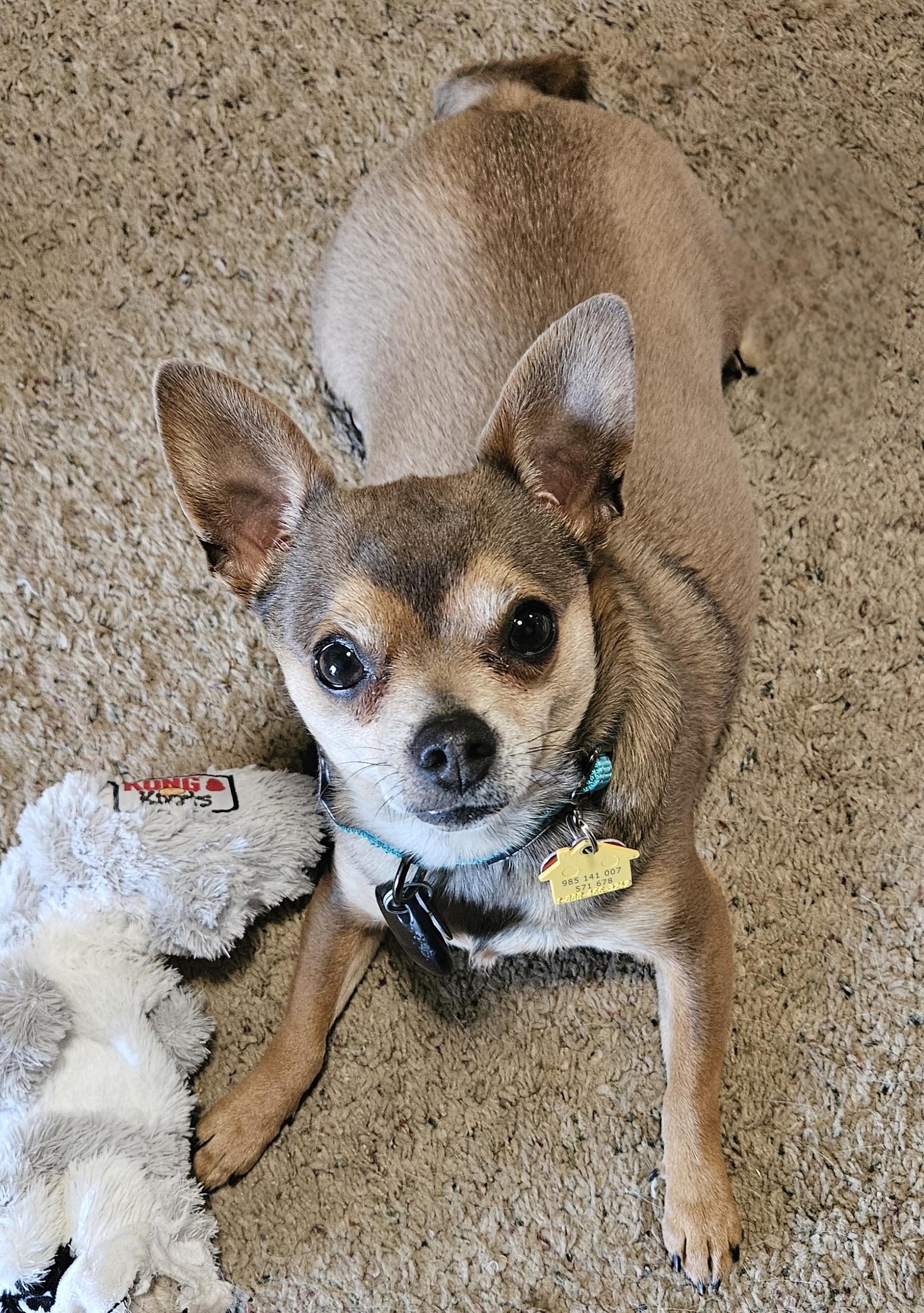 Max, Adoptable, Young Male Chihuahua & Mixed Breed.
