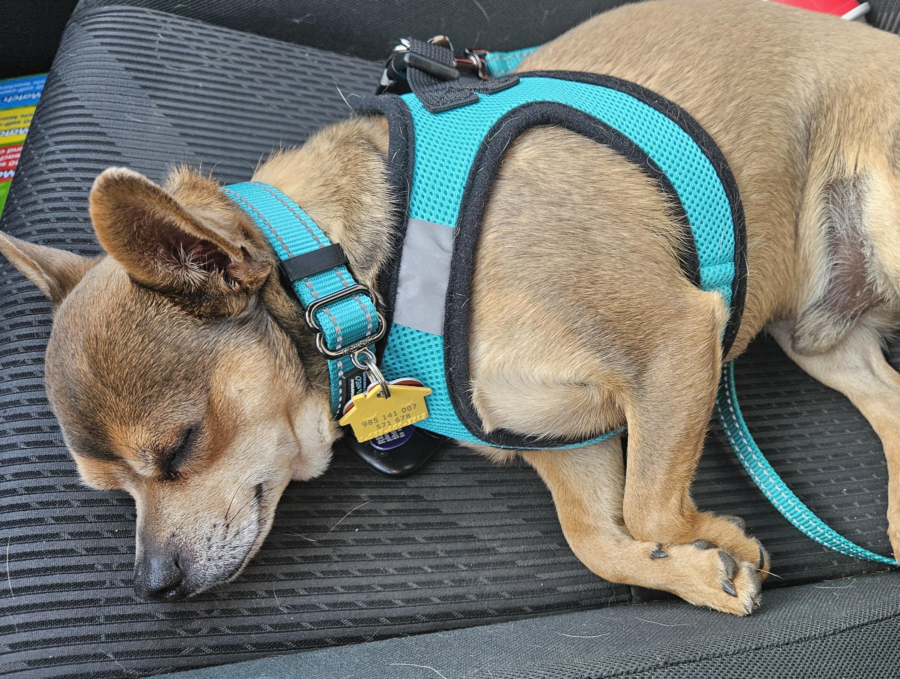 Max, a Adoptable mixed breed in Chubbuck, ID image 5/6