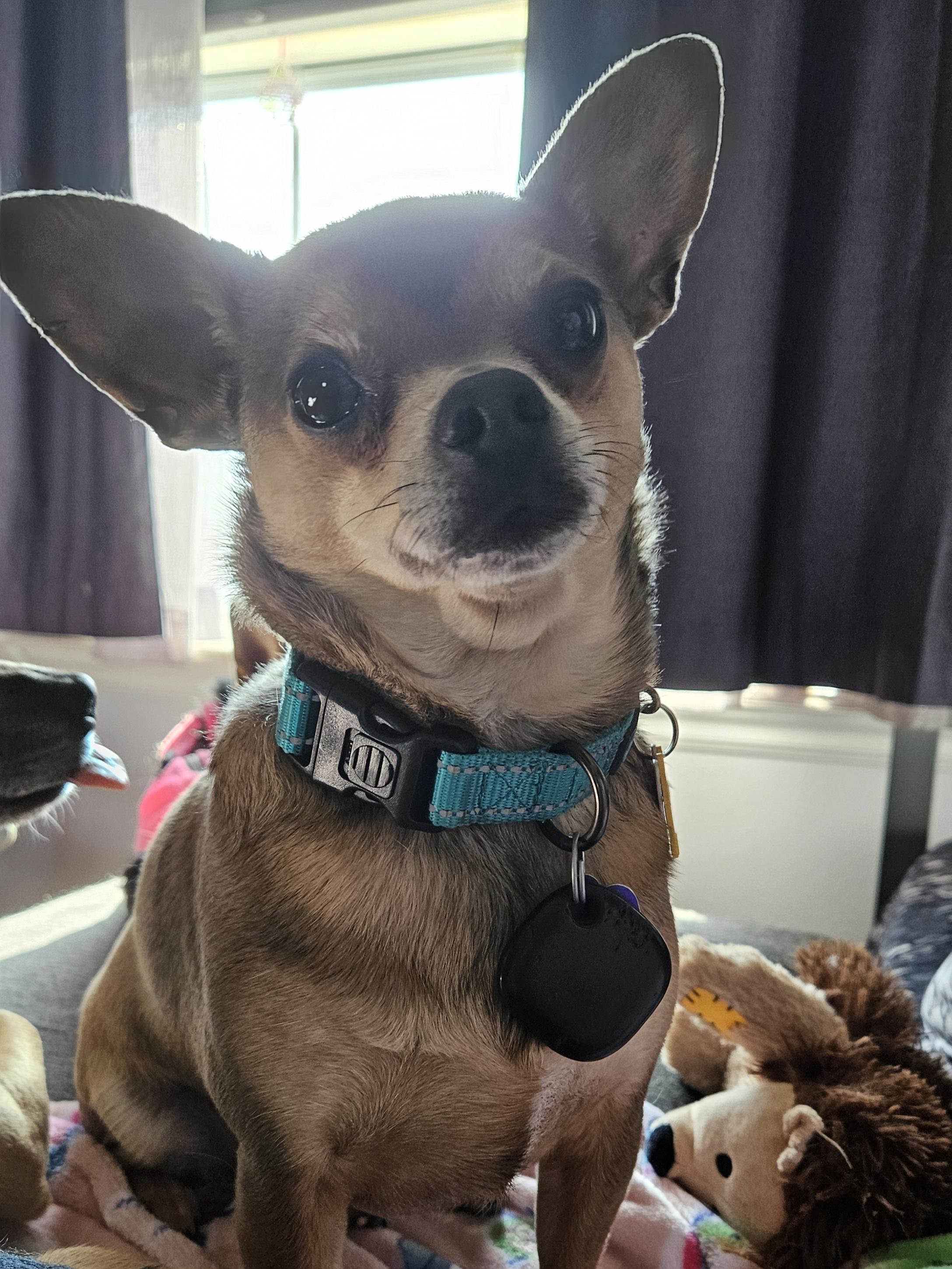 Max, a Adoptable mixed breed in Chubbuck, ID image 2/6