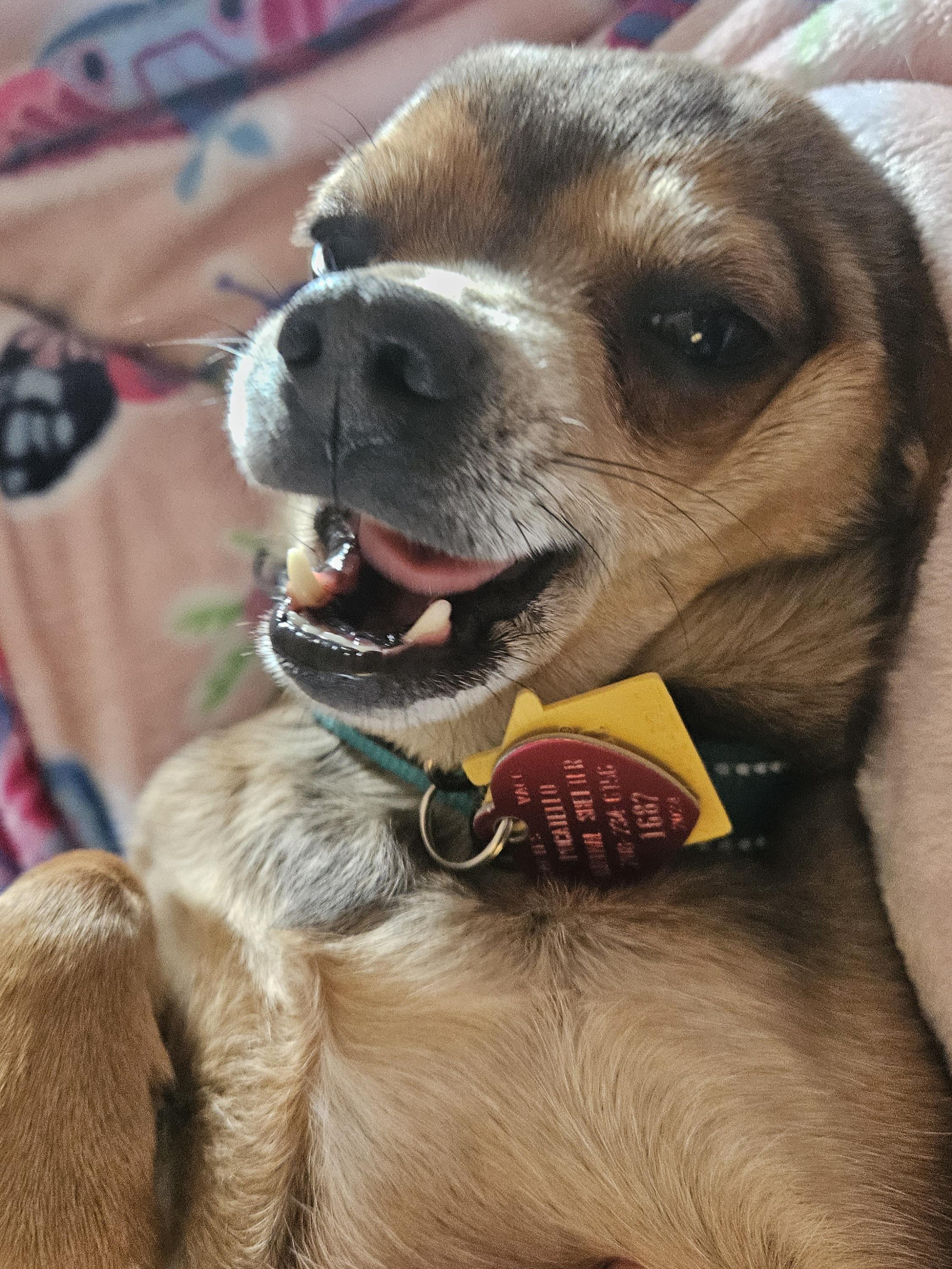 Max, a Adoptable mixed breed in Chubbuck, ID image 3/6