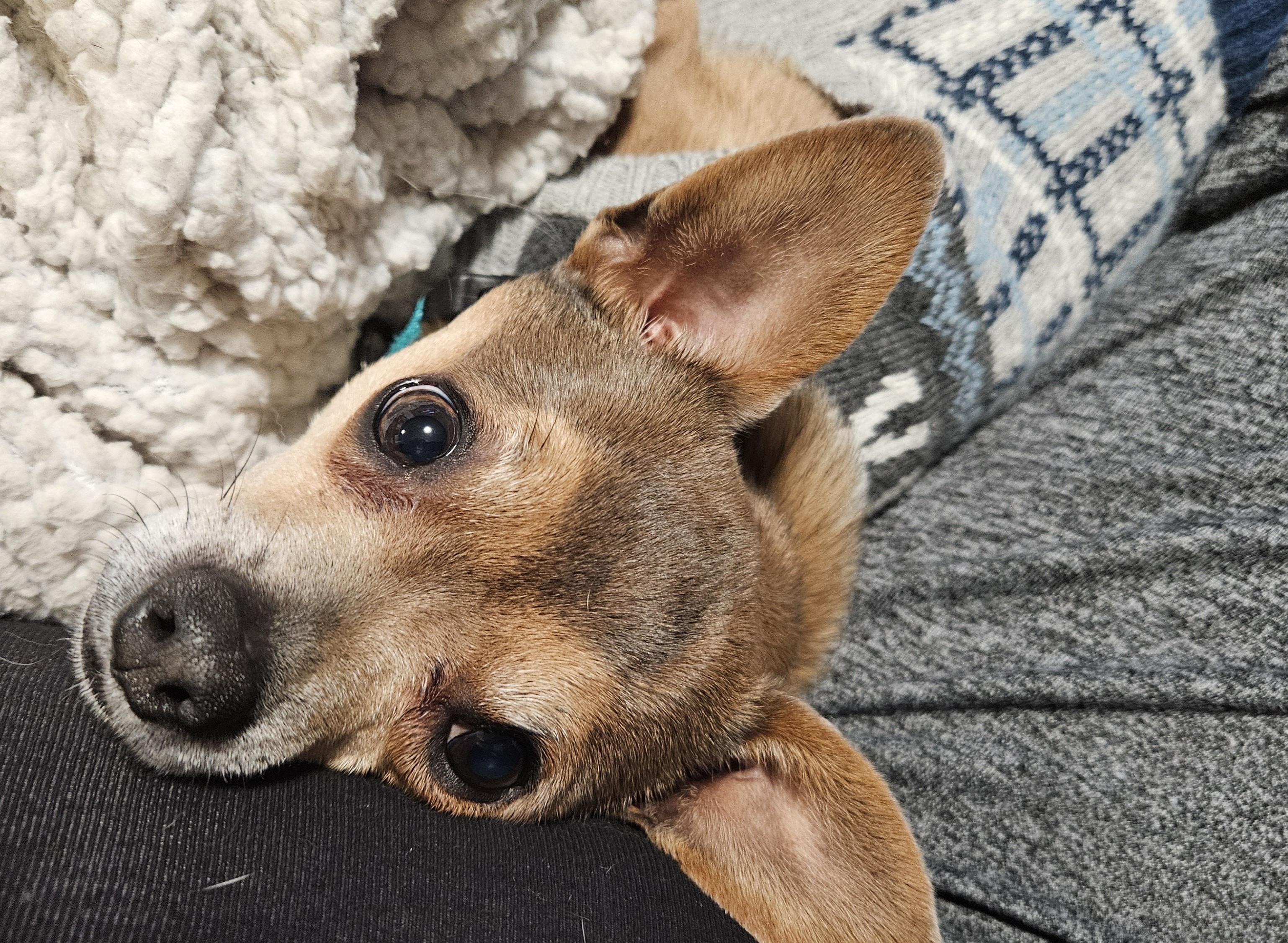 Max, a Adoptable mixed breed in Chubbuck, ID image 4/6