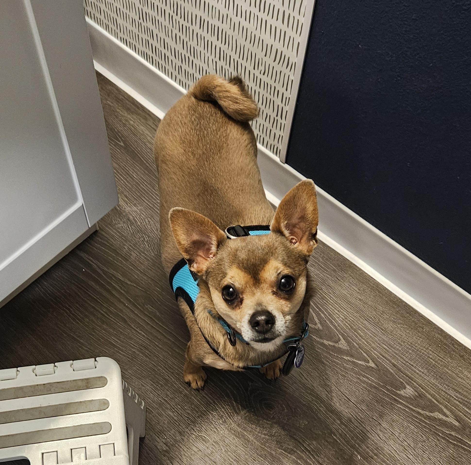 Max, a Adoptable mixed breed in Chubbuck, ID image 6/6