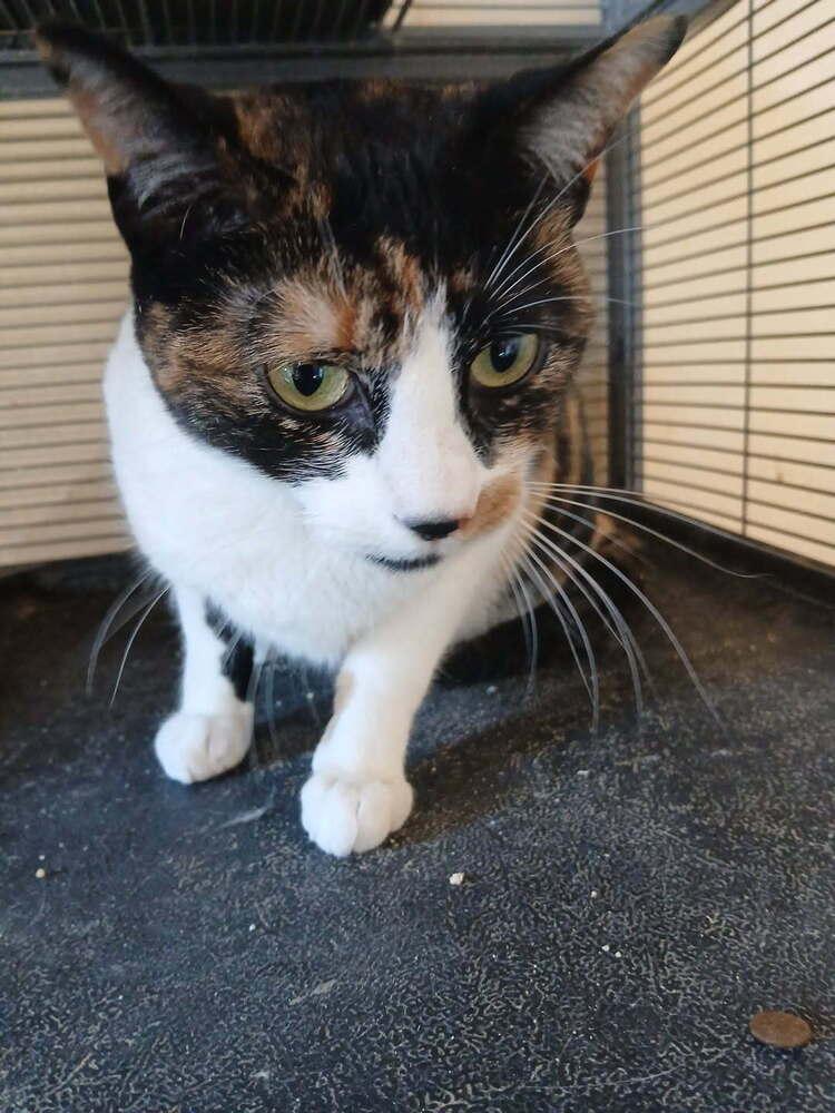 Jinxy, Adoptable, Young Female Domestic Short Hair.