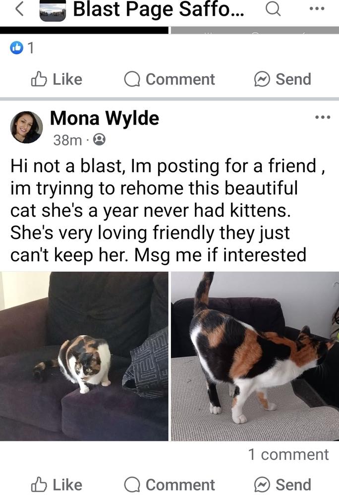 Enlarge Jinxy, a Adoptable Domestic Short Hair in Thatcher, AZ image 2/2