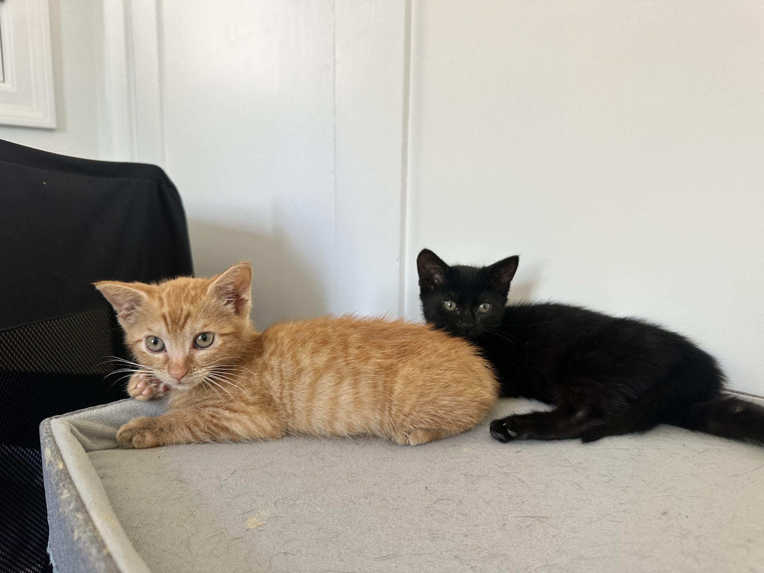 Abigail, a ADOPTABLE Domestic Short Hair in Los Angeles, CA image 5/5