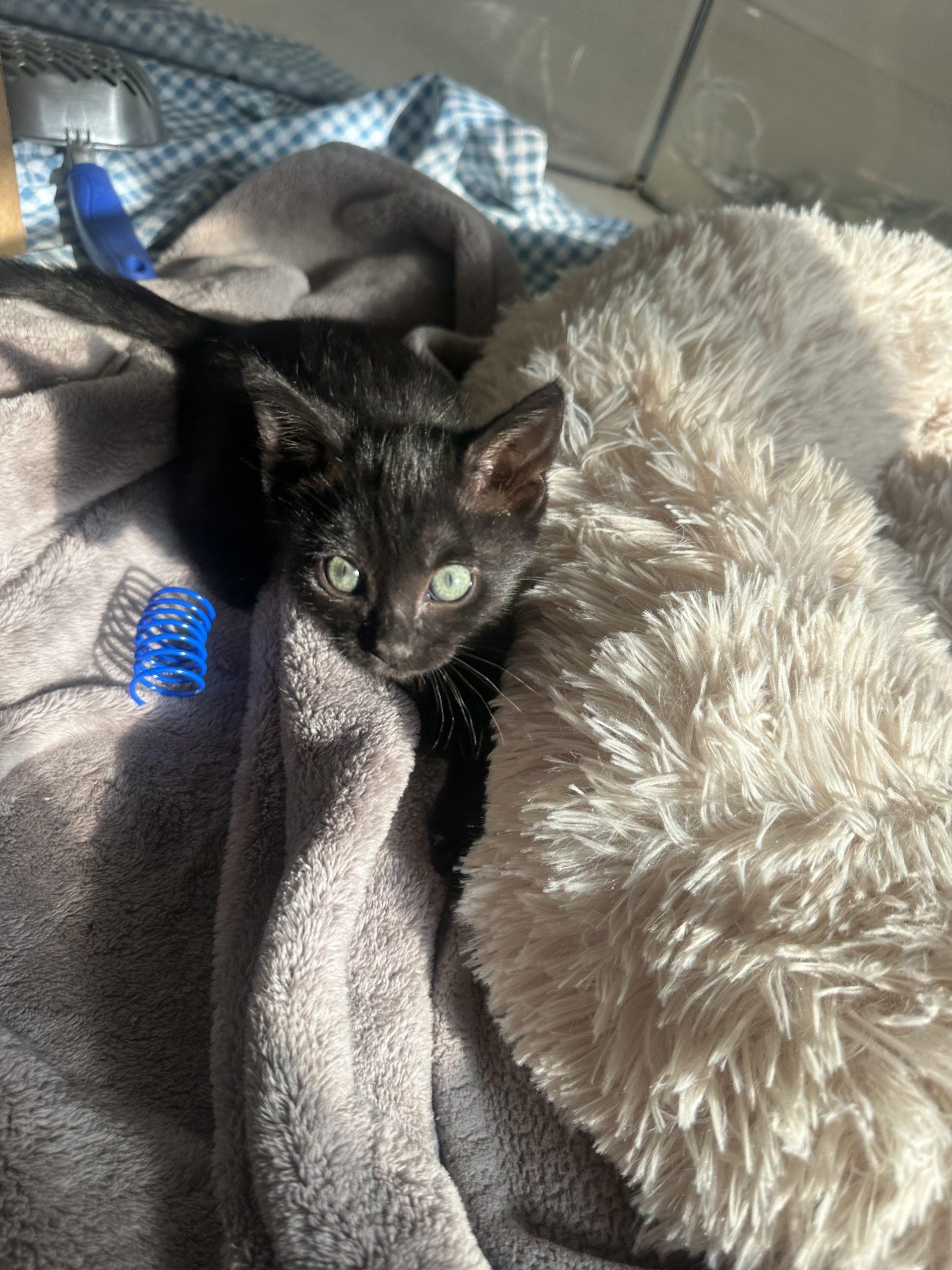 Abigail, a ADOPTABLE Domestic Short Hair in Los Angeles, CA image 3/5