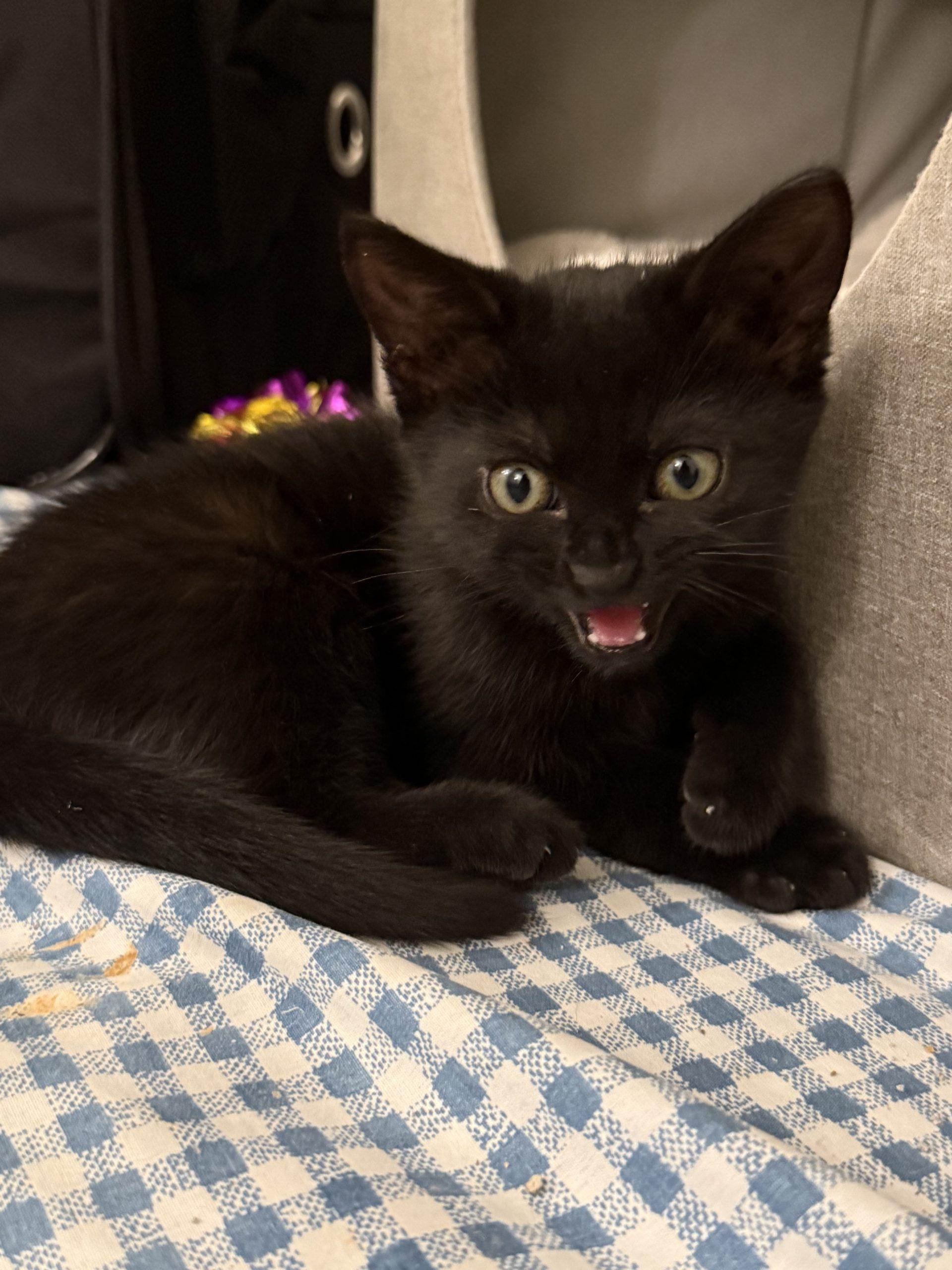 Abigail, a ADOPTABLE Domestic Short Hair in Los Angeles, CA image 1/5