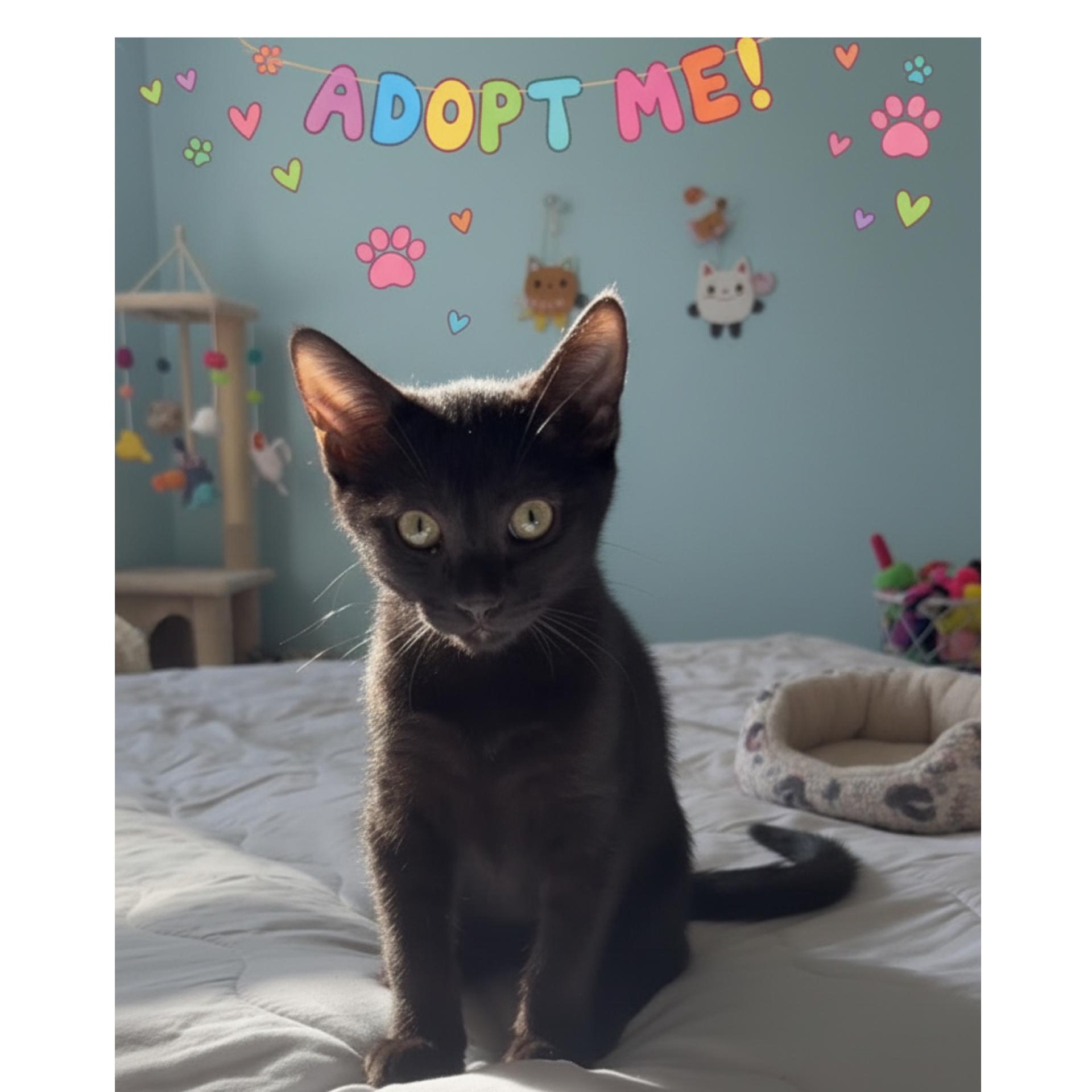 Abigail, Adoptable, Young Female Domestic Short Hair.