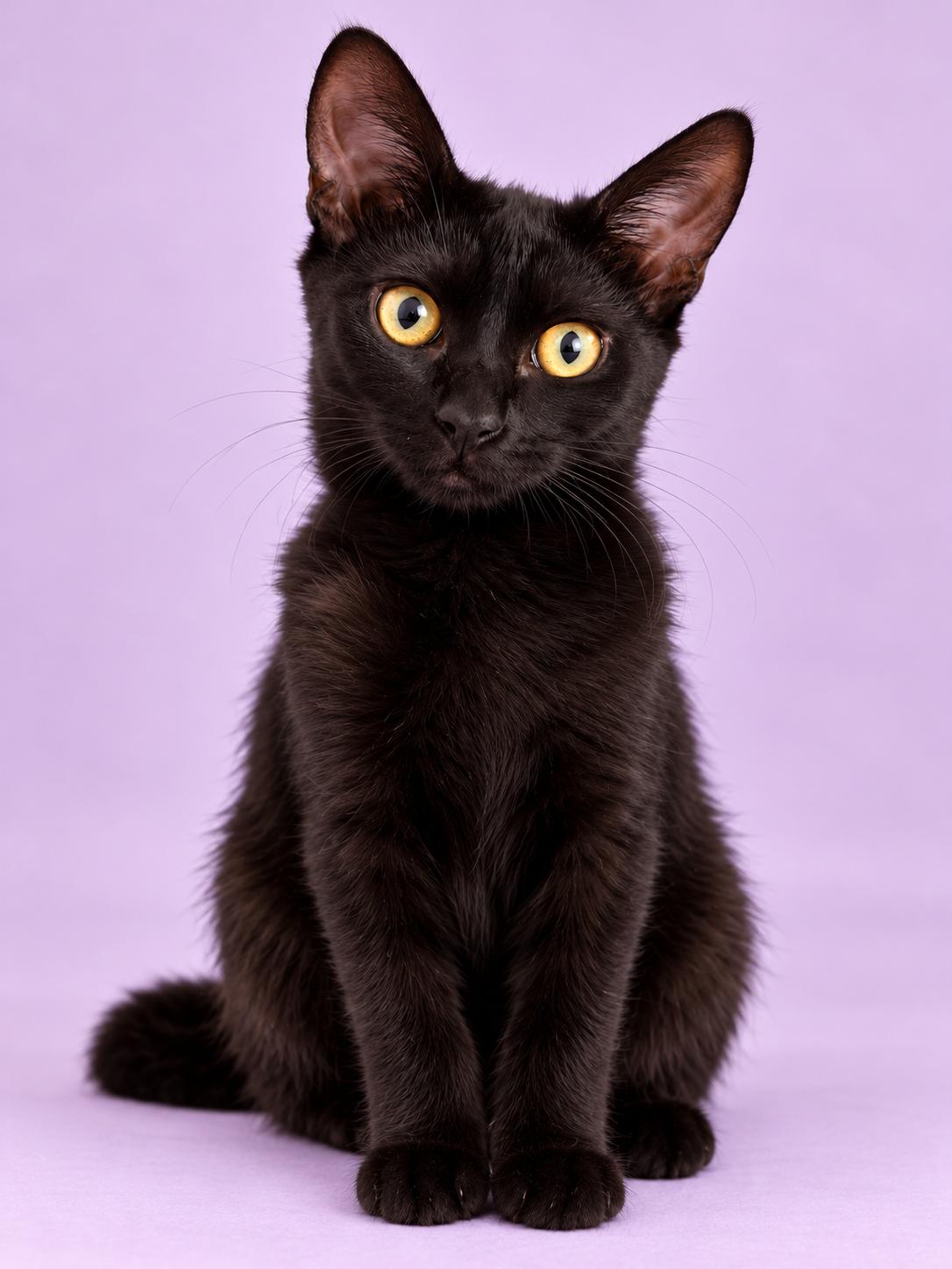 Enlarge Abigail, a Adoptable Domestic Short Hair in Los Angeles, CA image 1/4