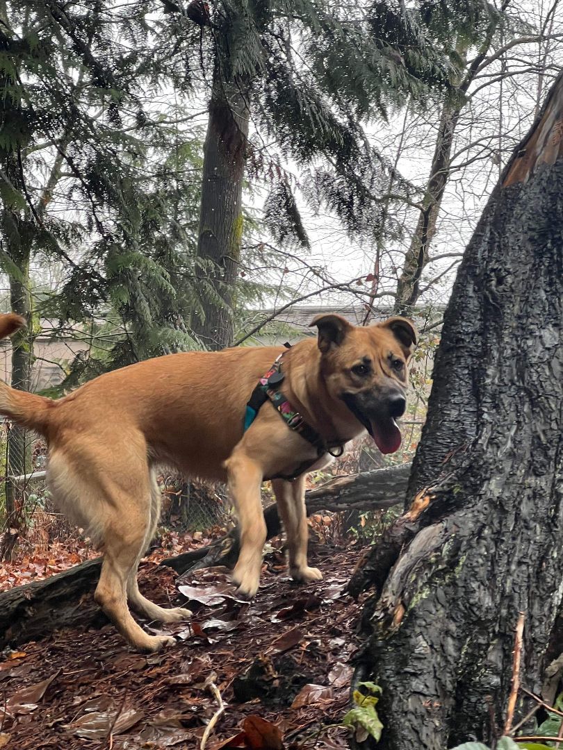 Enlarge Bea, a Adopted mixed breed in Vancouver, BC image 1/3