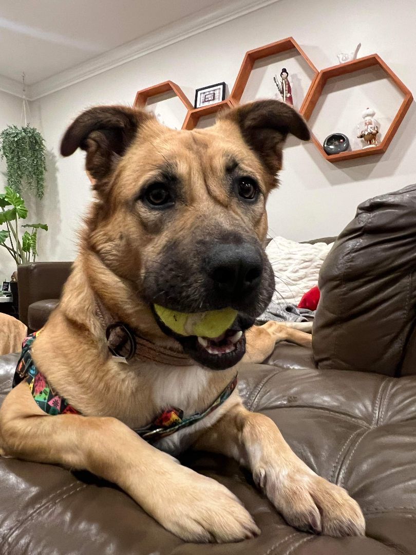 Enlarge Bea, a Adopted mixed breed in Vancouver, BC image 2/3