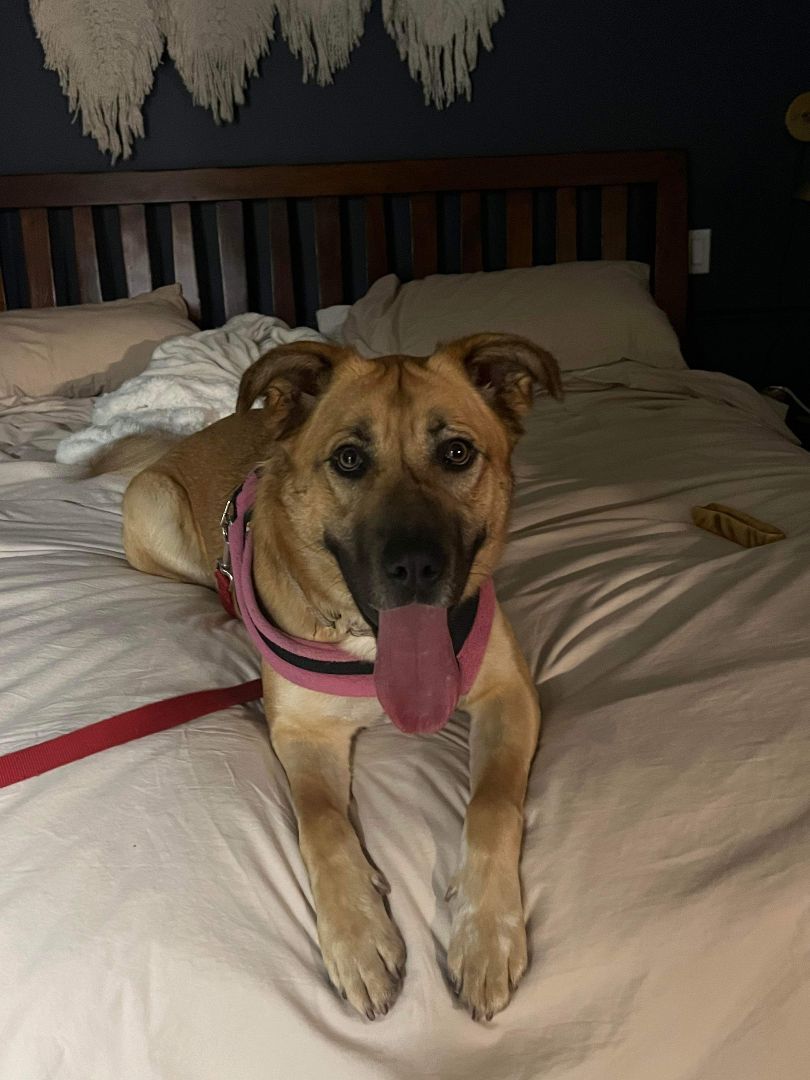 Enlarge Bea, a Adopted mixed breed in Vancouver, BC image 3/3