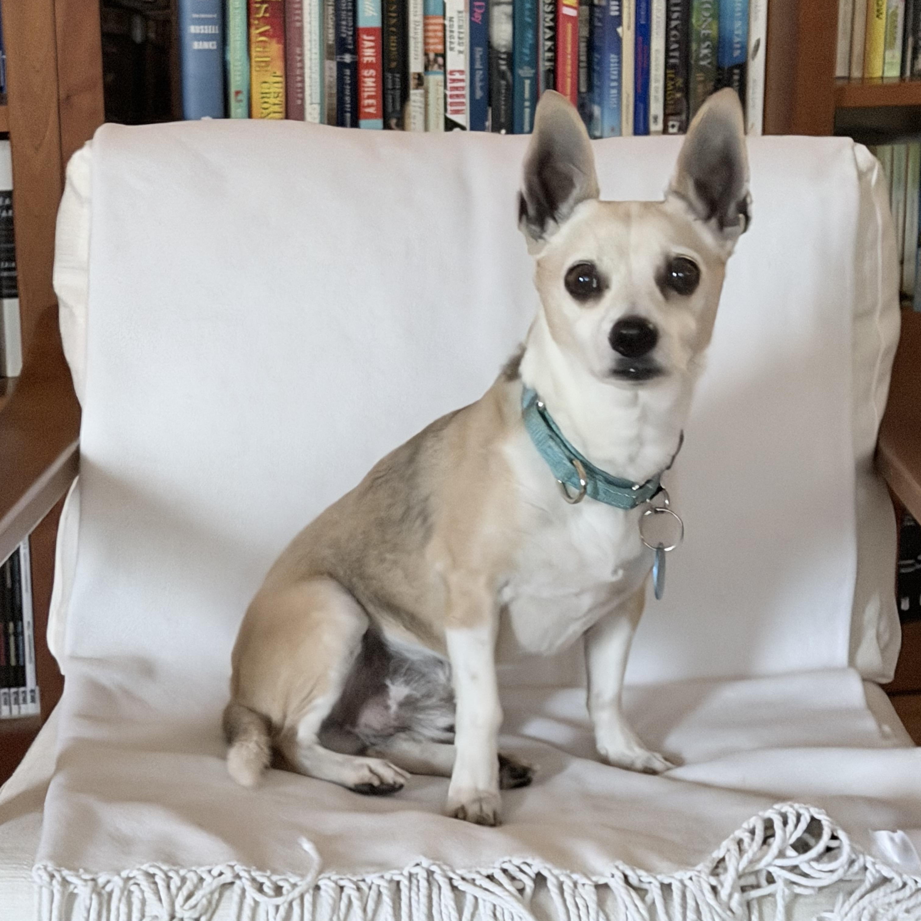 Alitas, Adoptable, Senior Male Chihuahua.
