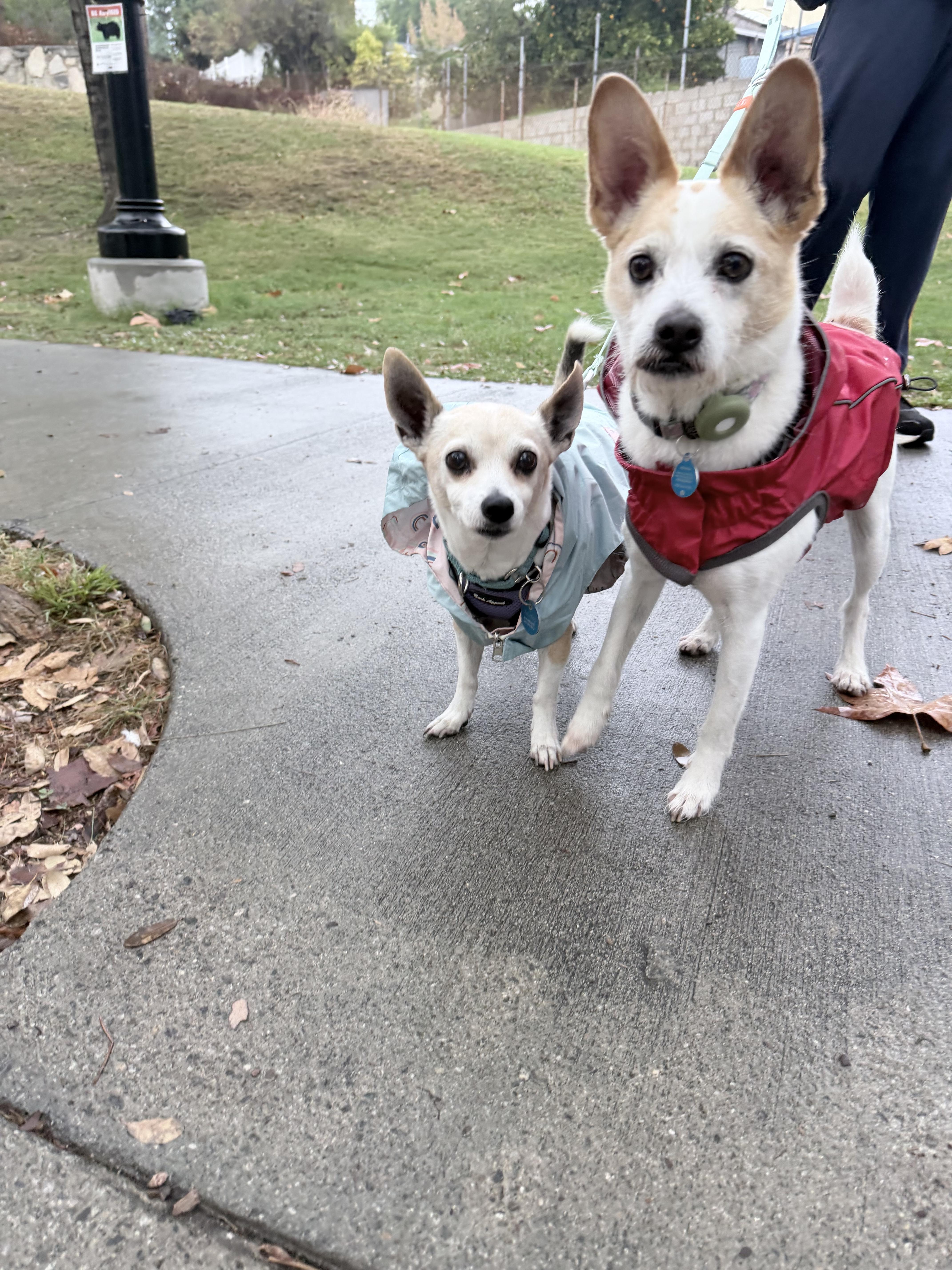 Enlarge Alitas, a Adoptable mixed breed in Pasadena, CA image 6/6
