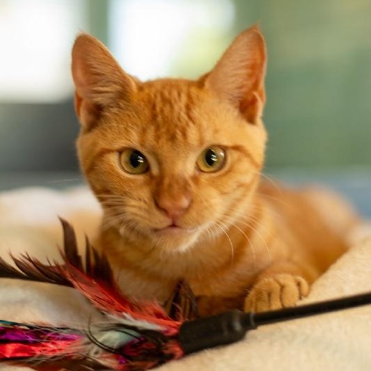 BUTTERSCOTCH, Adoptable, Kitten Male Domestic Short Hair.